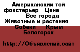 Американский той фокстерьер › Цена ­ 25 000 - Все города Животные и растения » Собаки   . Крым,Белогорск